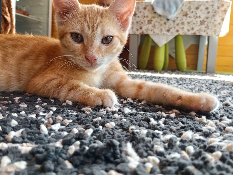 Donez2 puiuți  pisic