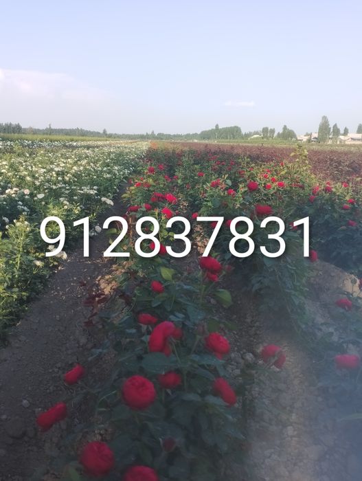 Атиргул Кучатлари етиштириш