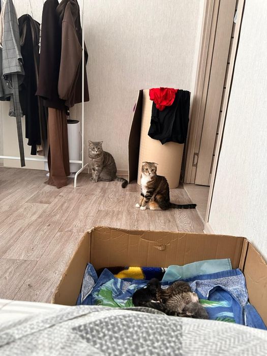 Котенок (девочка) шотладская