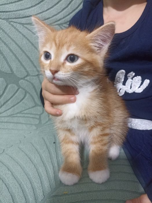 Отдам котят в хорошие руки.