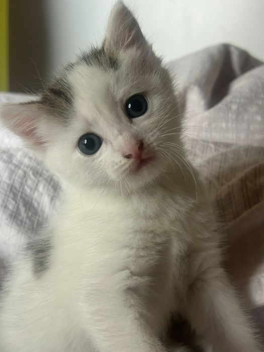 Отдам котенка девочку