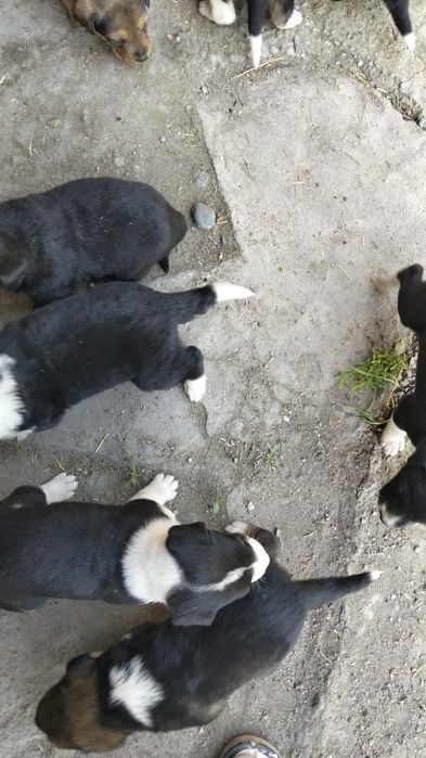 Щенята лабрадора