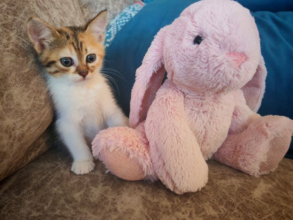 Котенок девочка ищет дом