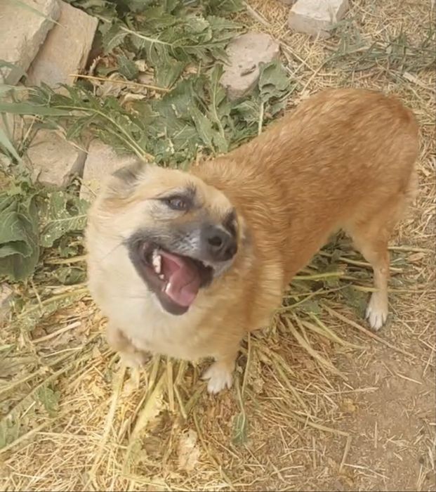 Умная и красивая девочка ищет семью!