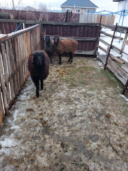 Ісек қой сатылады нән семіз.