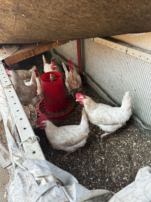 Арзон Товуқлар хар хил турдаги