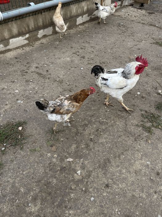 Продам курей породы Адлер