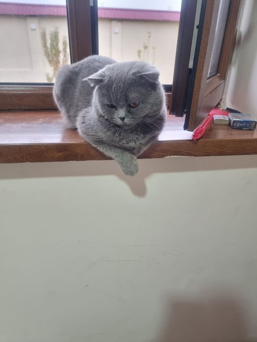 Mushik 1 yoshga kirgan