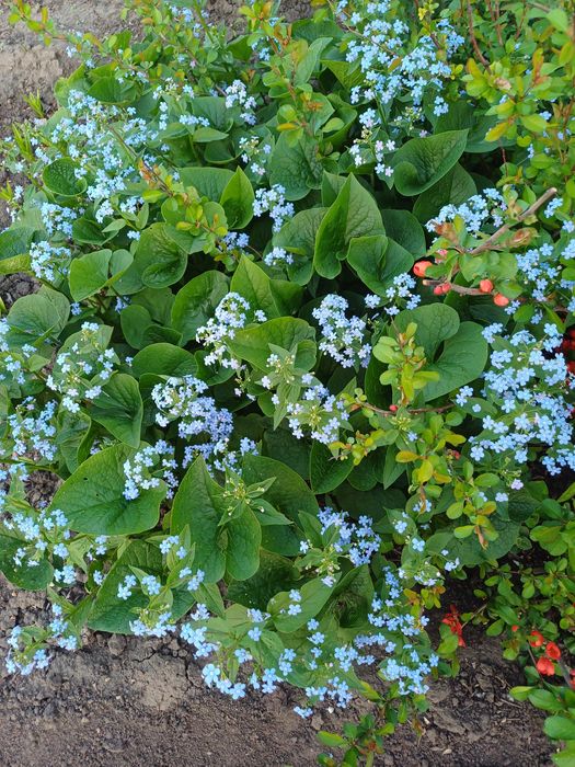 Продам многолетние цветы