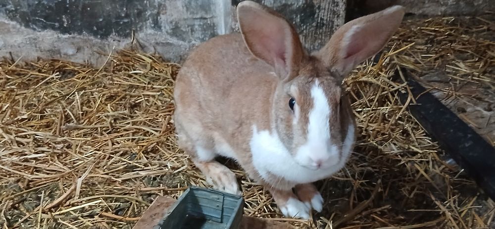 Femele hycole francez de vânzare