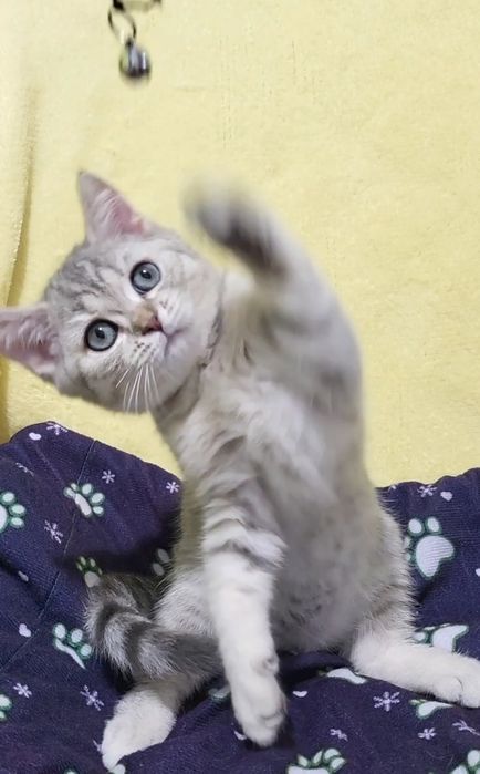 British shorthair