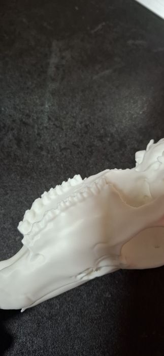 Cap căprior 3d craniu