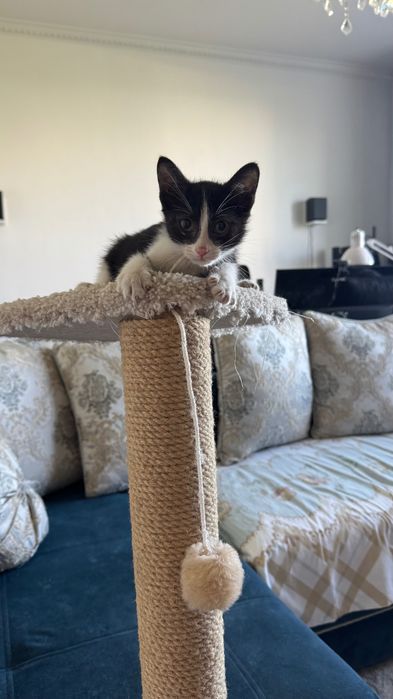 Котенок 2 месяца