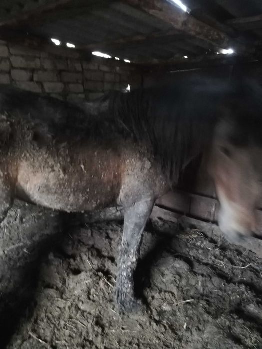 Продам байтал с откорма!!!