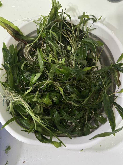 Pachet plante acvariu