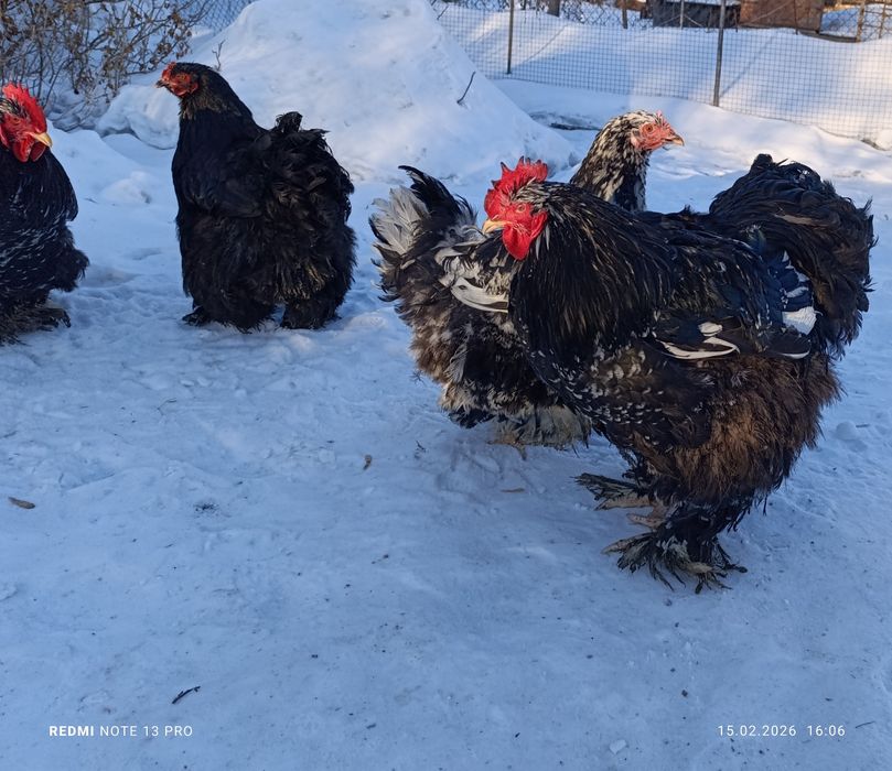 Инкубационное яйцо кохинхин