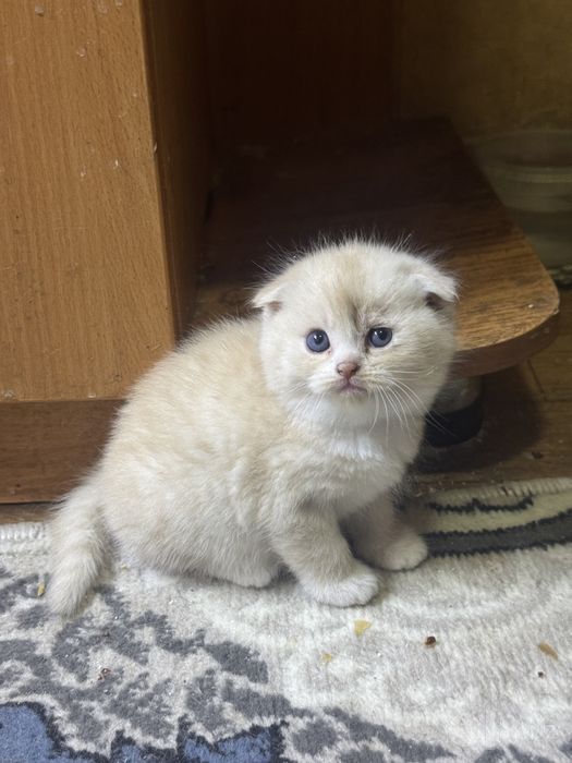 Котенок поподистый приучен к лотку