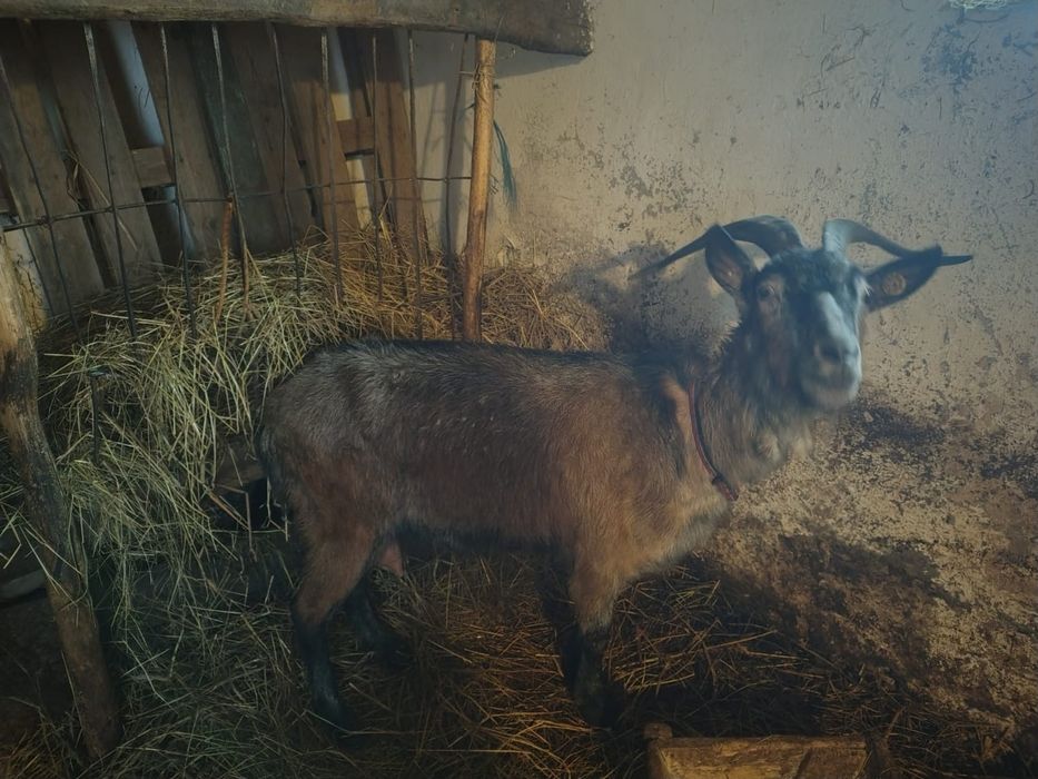 Vând capra de lapte