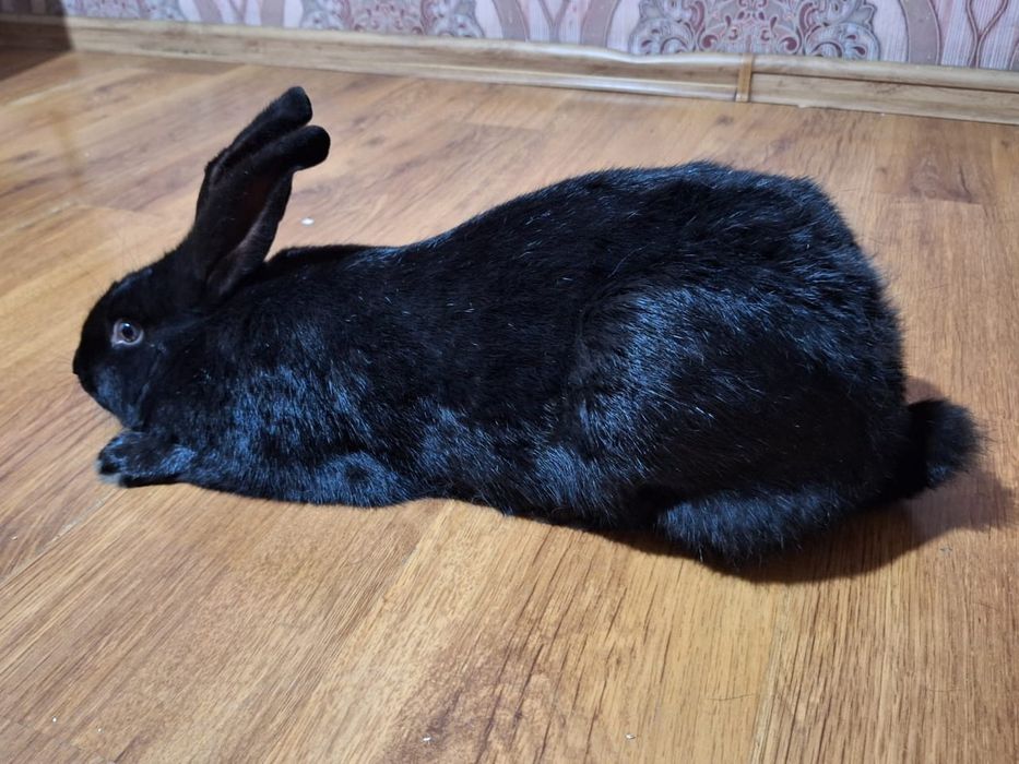 Домашний Қоян таза үйдің қояны