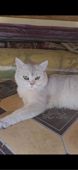 Вязка шиншила читое парода