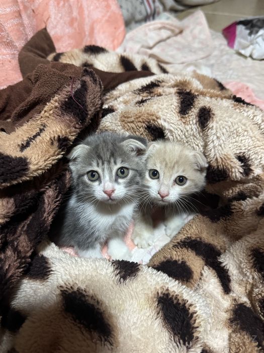 Котёнки отдам даром
