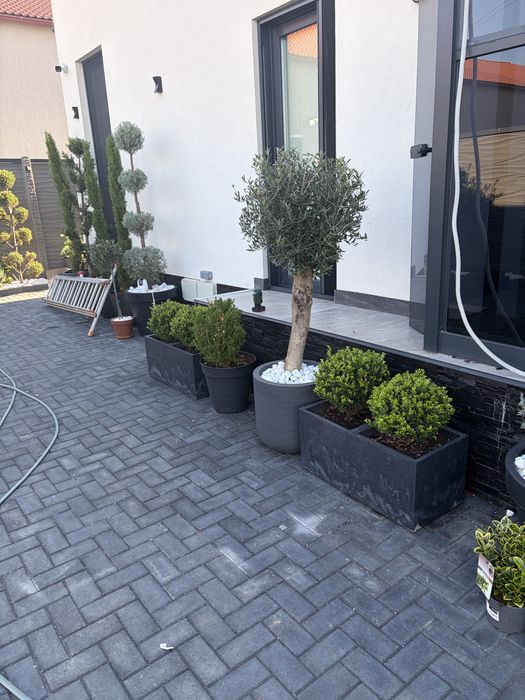 Leylandy chiparosi pentru garduri vii venim întanpinarea clietilor cu o gama larga de plante si copaci decorativi