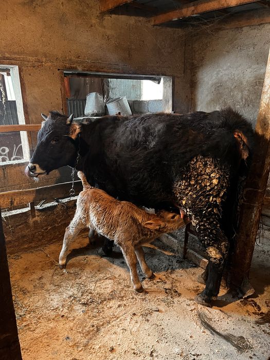 Продам карову с теленком