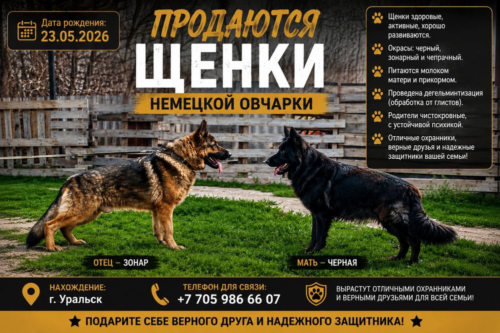 Немецкая овчарка обмен есть осталось только черная девочка