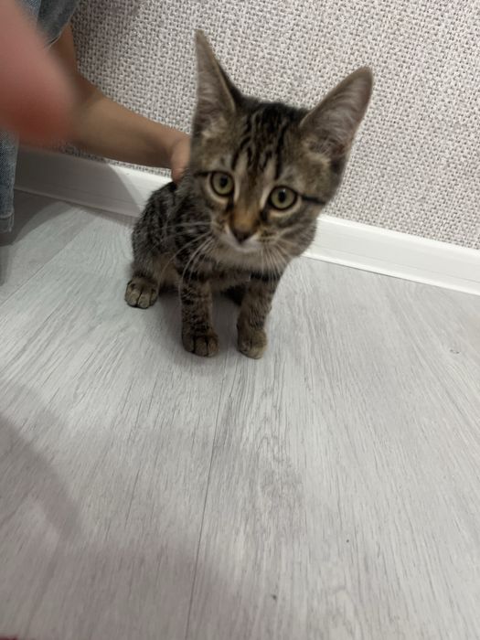 Продам котенок 2 мес,сибирская
