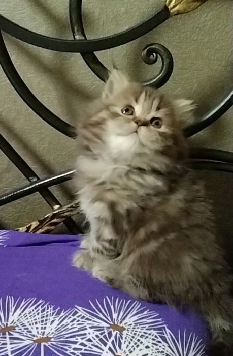 Прямоухая девочка