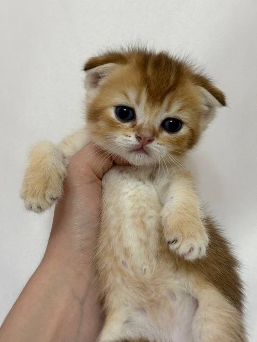 Девочка скоттиш фолд золотая шиншилла