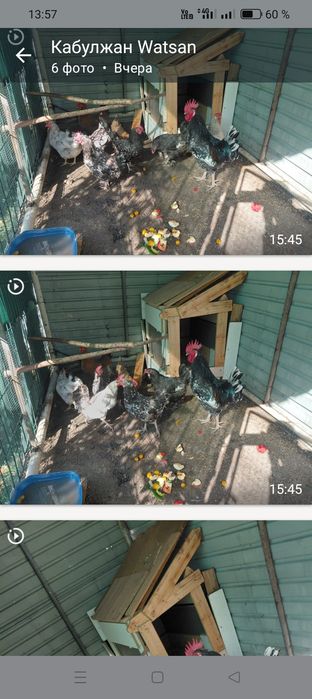 Продаем курей разных парод