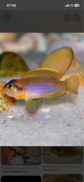 Ocelatus malyoklari sotiladi