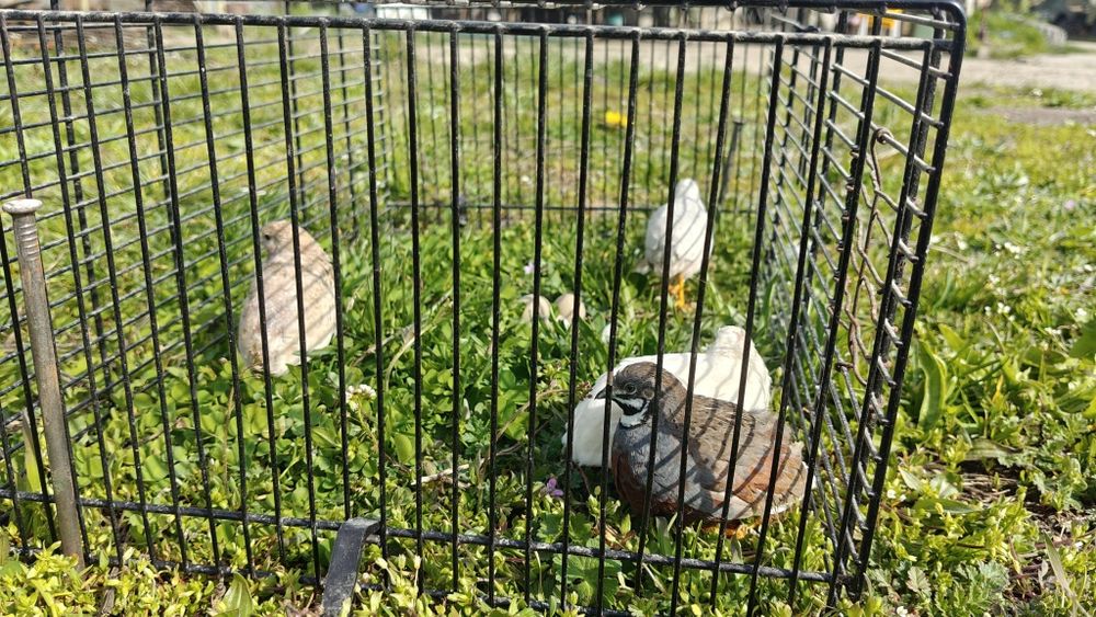 Vând prepelițe chinezești