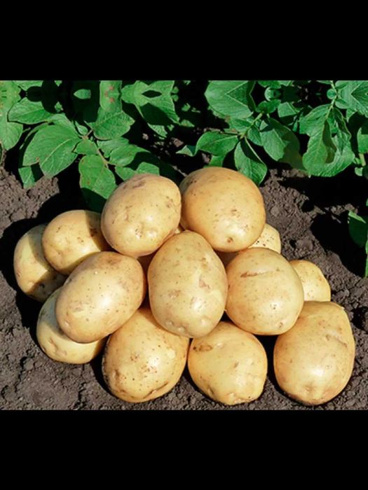 Картофель домашний, сорт Адретта