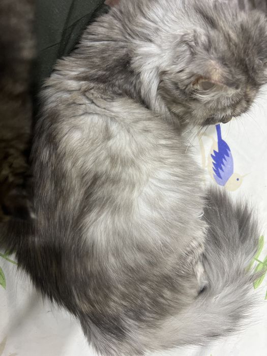 Отдам котенка 1 месяц