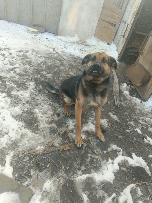 Пёс в хорошие руки