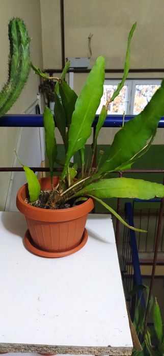 Vând ficus Benjamin și cactus Ephifilium