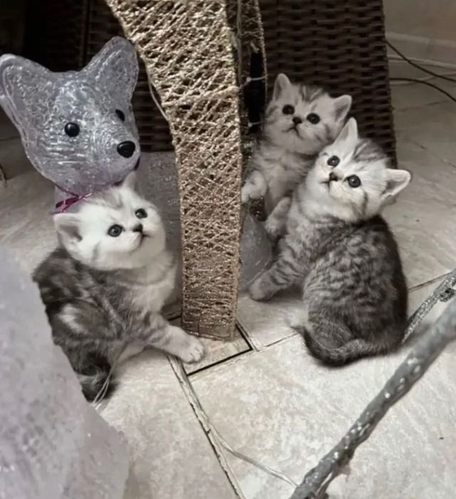 Шотландские чудо-котята!
