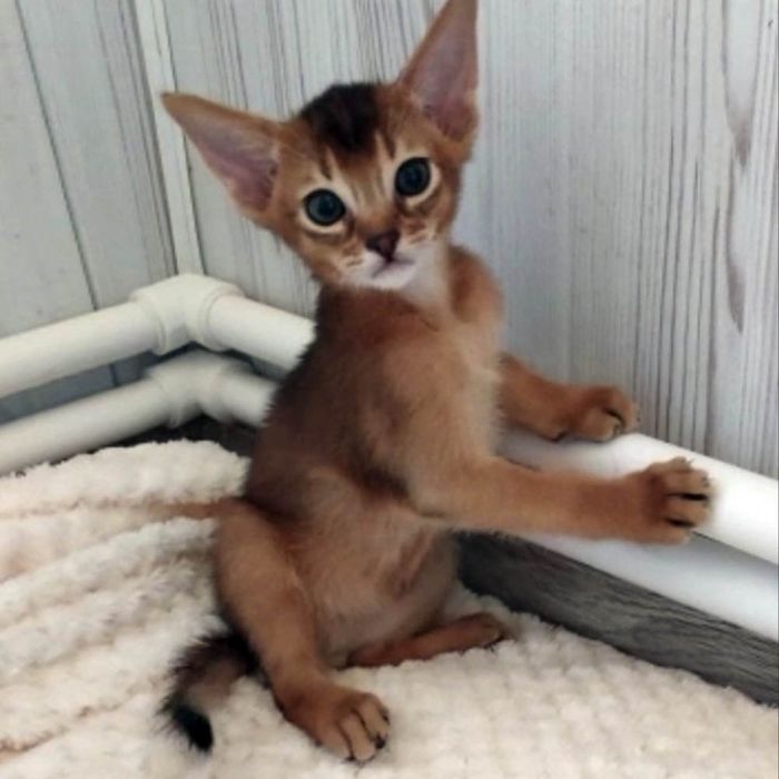 Абиссинские клубные котята