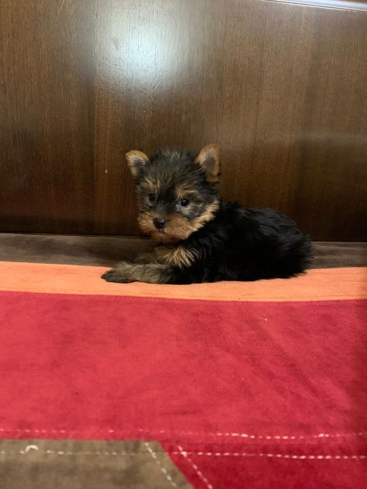 Yorkshire terrieri băiețel