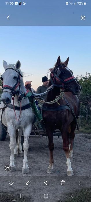 Armăsar vârstă 2 ani