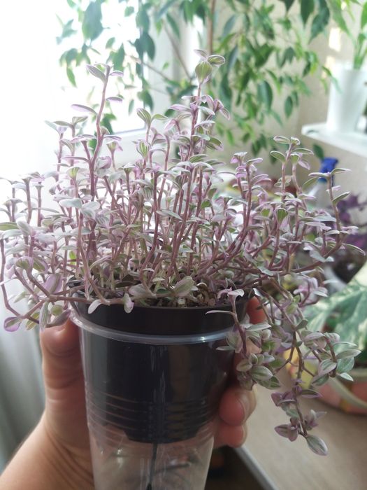 Розовая пантера каллизия