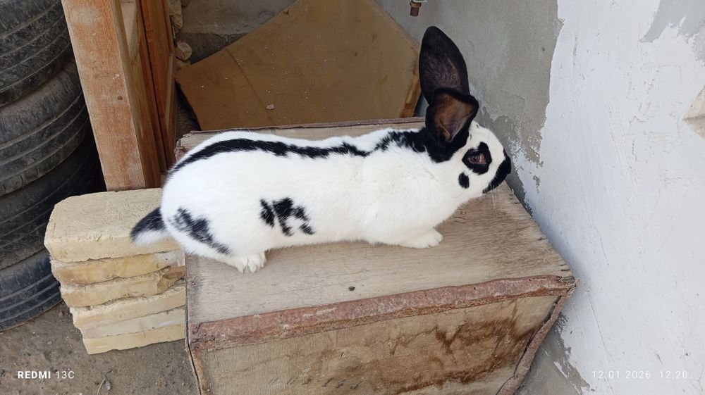 Sotiladi quyonlar sitrakachlar