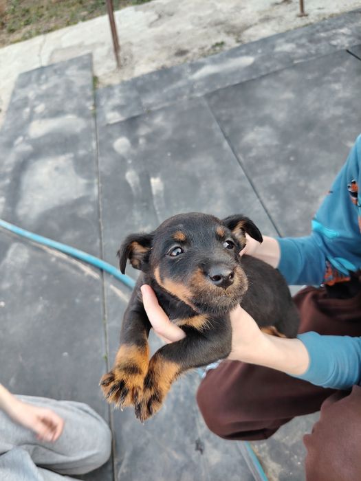 Продам щенков ягдтерьера