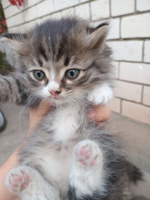 Отдам котят в добрые руки , 2 девочки и 2 мальчика .
