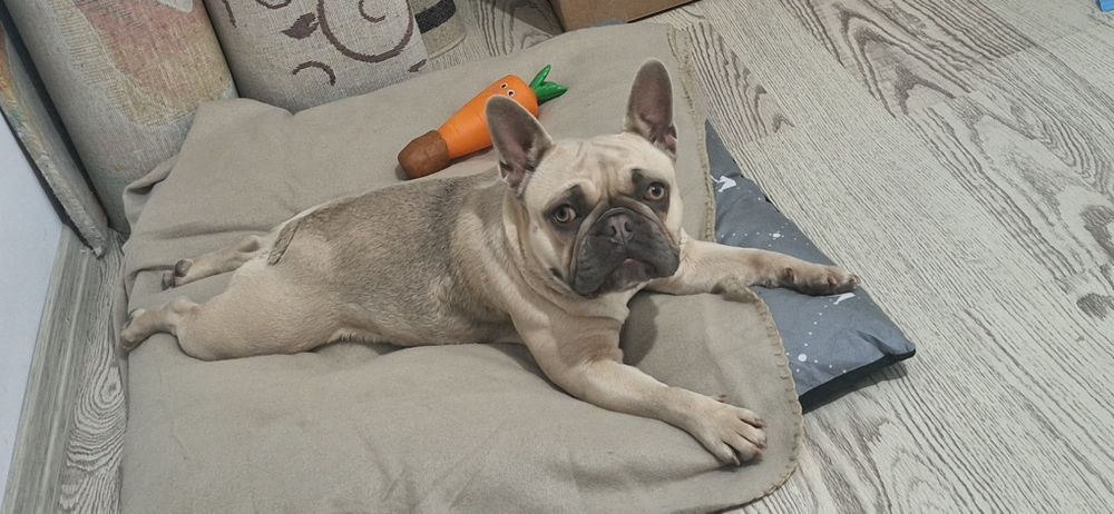 Френски Булдог , женско  на 1 г