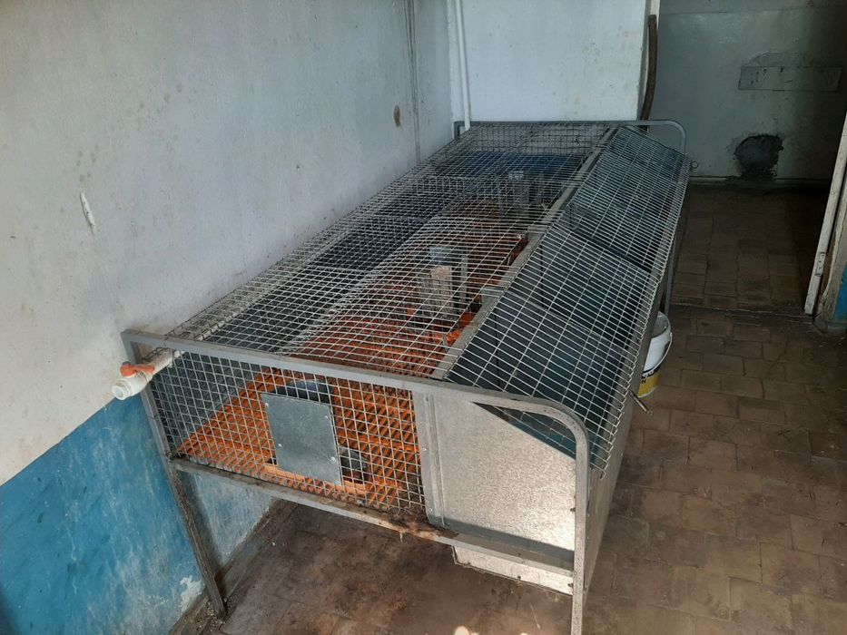 Quyon kletka + raddommi ichida