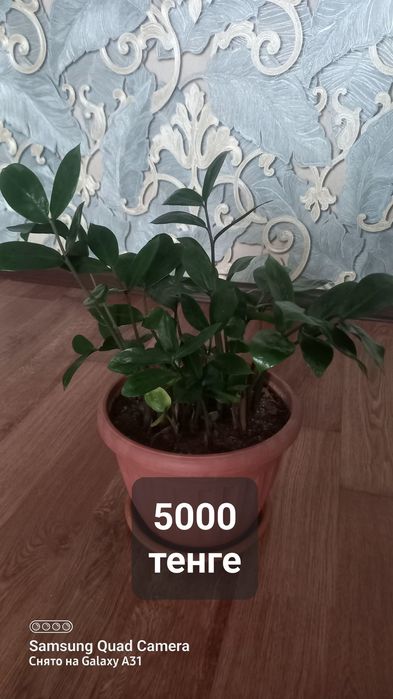 Комнатные цветы красивые
