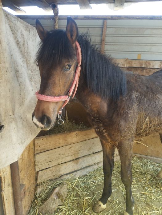 Жабағы тай сатам